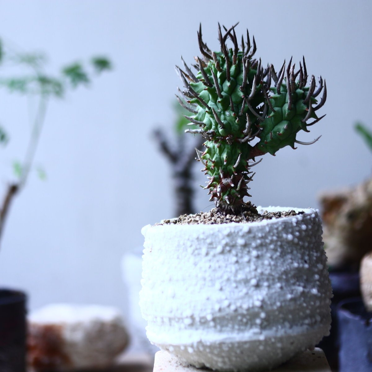 ユーフォルビア スコエンランディ 闘牛角 Euphorbia schoenlandii n