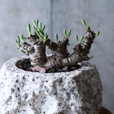 オトンナ    クラビフォリア        Othonna clavifolia  no.008