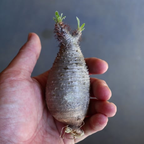 パキポディウム グラキリス 抜苗  Pachypodium rosulatum var. gracilius no.100613