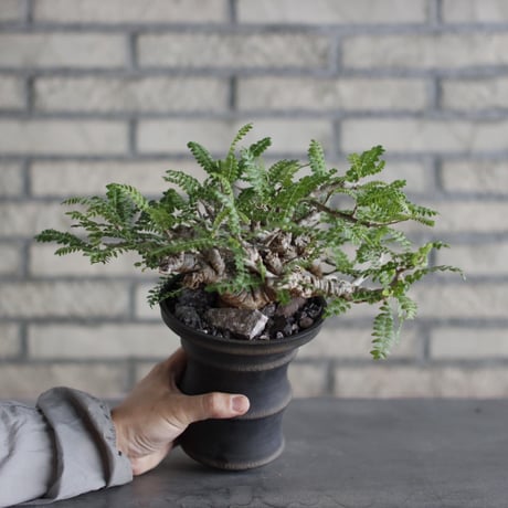 Boswellia neglecta × Atsushi Funakoshi (4.5号)  no.524/9