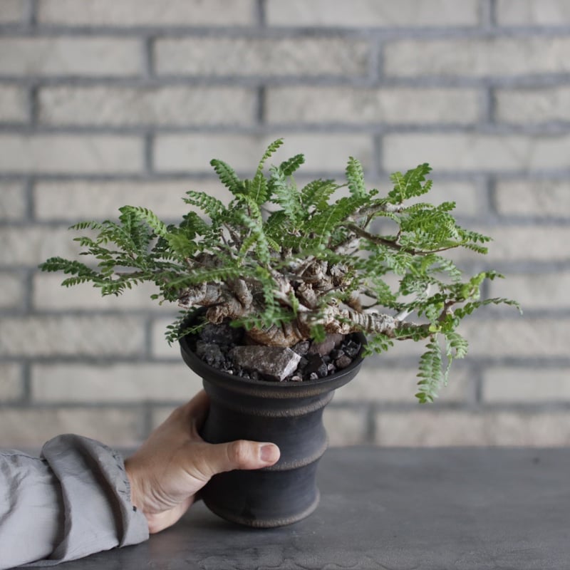 Boswellia neglecta × Atsushi Funakoshi (4.5号)