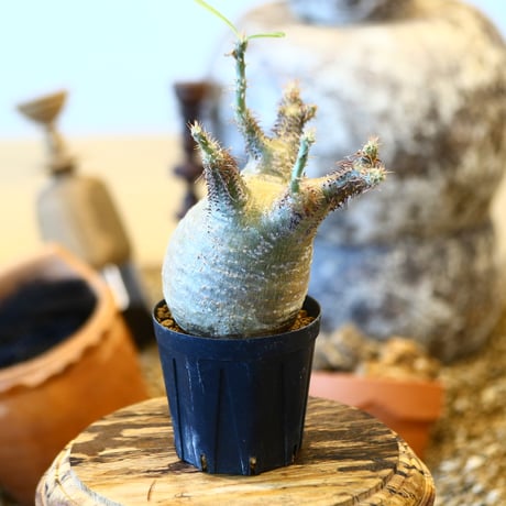 Pachypodium gracilius   no.32434