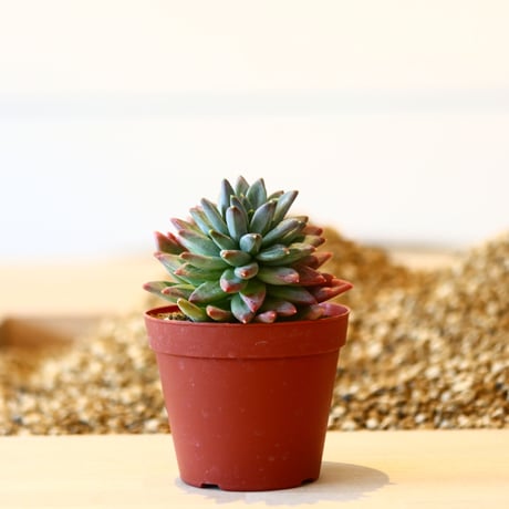 パキフィツム ヒアリウム / Pachyphytum 'Hialium'   no.41617