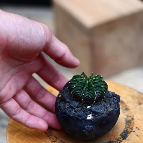 ギムノカリキウム   フィードリッフィーLB2178／Gymnocalycium friedrichii    no.91941