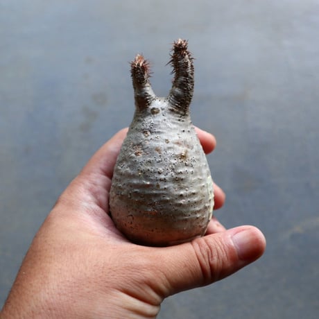 パキポディウム グラキリス 抜苗  Pachypodium rosulatum var. gracilius no.92909