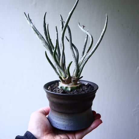 アストロフィツム カプト メデューサ 接木 Astrophytum caputmedusae    no.71425