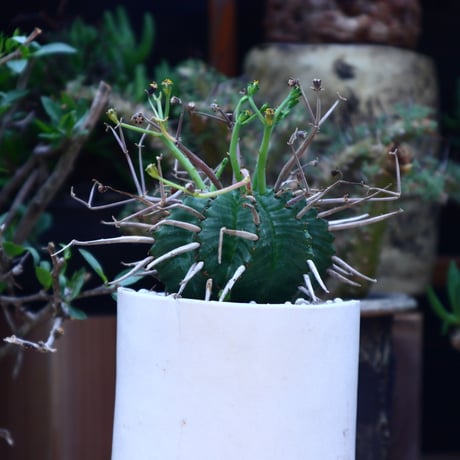 ユーフォルビア  バリダ／Euphorbia valida    no.60609
