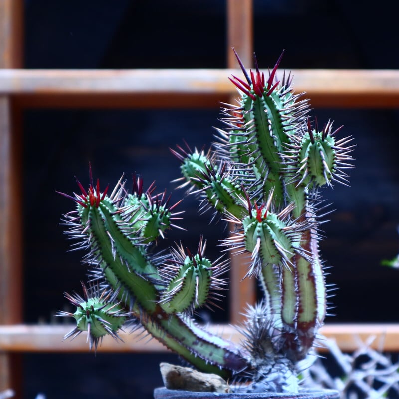 ユーフォルビア 紅彩閣／Euphorbia enopla no.51607 | 芽の巣山