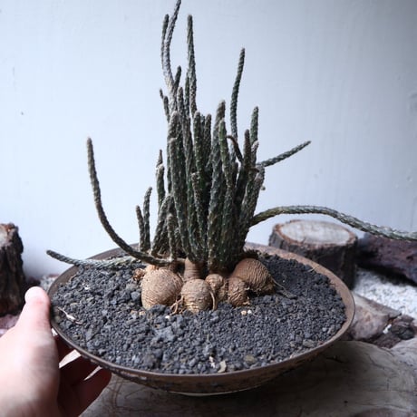 プテロカクタス ツベローサス   黒竜     Pterocactus tuberosus   no.112403