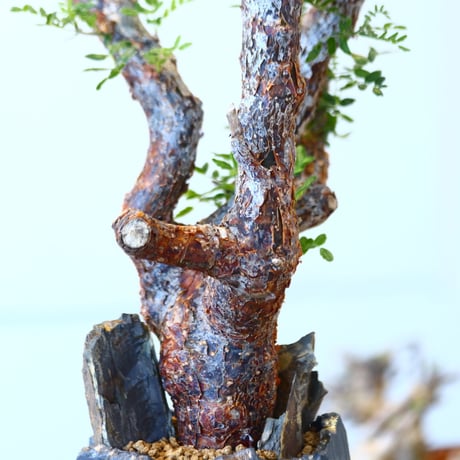 Commiphora monstrosa × N/OH   no.90342
