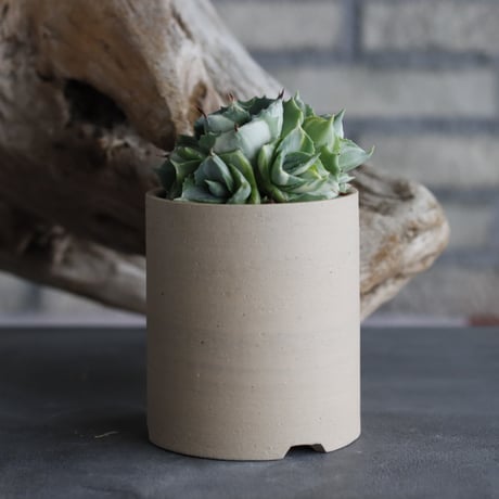 Agave potatorum 'Ouhi Raijin'  × 備前鉢3号 / BANKSIA WORKS  no.607-42