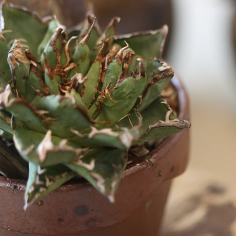 Agave titanota filigree Devil × YAMABACHI var. 六本芽 no.81896