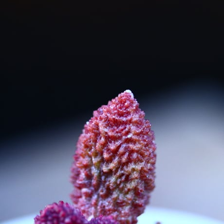 アドロミクス マリアニアエ  へレイ〝レッドボール″／Adromischus marianiae  var.herrei〝Redball″    no.13072