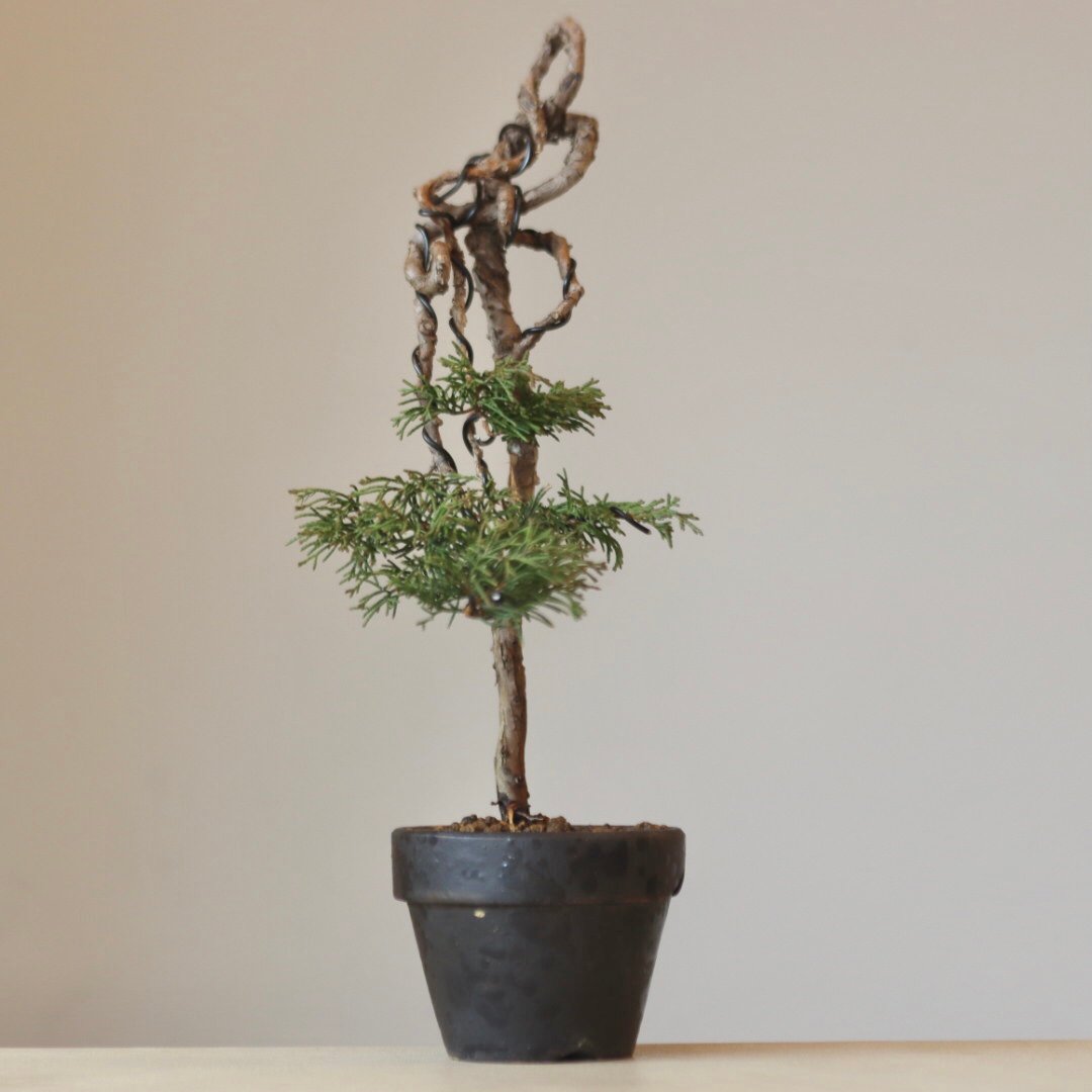 [サービス盆栽]真柏 真柏 / YOSHIZAWA3-SHOHINBONSAI no.223-40 | 芽の巣山