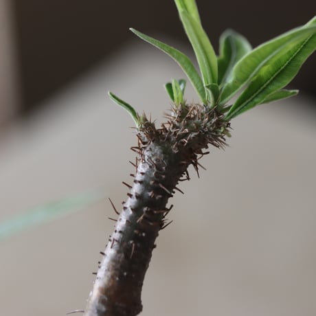 Pachypodium gracilius × YAMABACHI var. N/OH  no.905-32