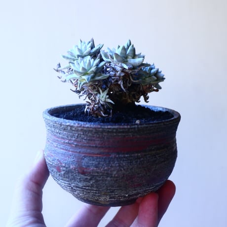 ダドレア グリーニー Dudleya greenei  no.20214