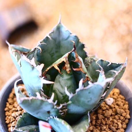【9/9入荷未発根未活着ベアルート植込み】 Agave titanota White Whale    no.91774