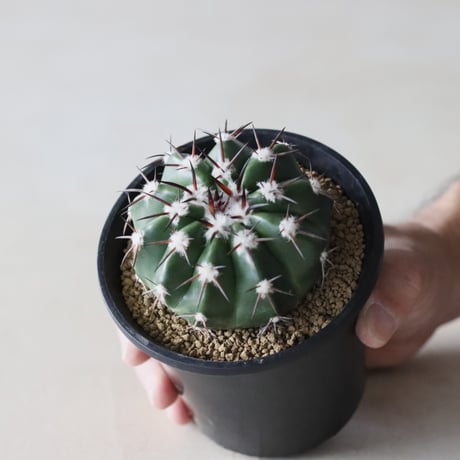 CATEGORY TAKATAKA | 芽の巣山