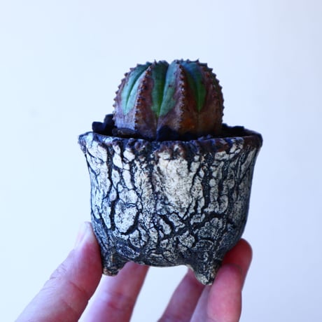 ユーフォルビア  オベサ  hyb．  Euphorbia obesa  hyb.　no.11205