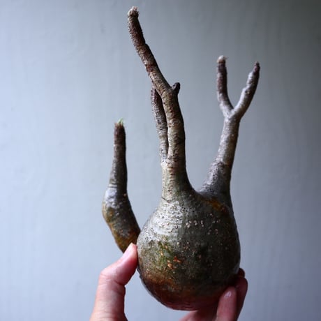 パキポディウム グラキリス 2頭 Pachypodium rosulatum var. gracilius no.70712