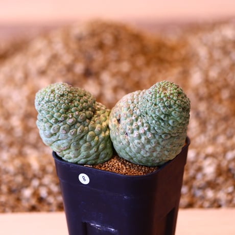 ラリレアキア カクティフォルメ  仏頭玉 / Larryleachia cactiformis　no.41608