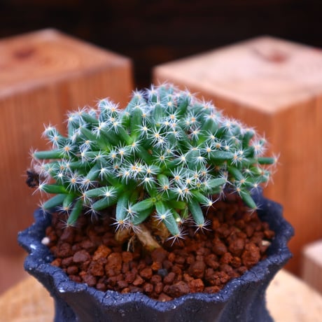 トリコディアデマ  デンスム   紫星晃／Trichodiadema densum   no.60532