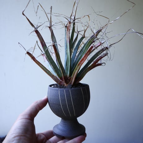 レウクテンベルギア  晃山    Leuchtenbergia principis  no.51921