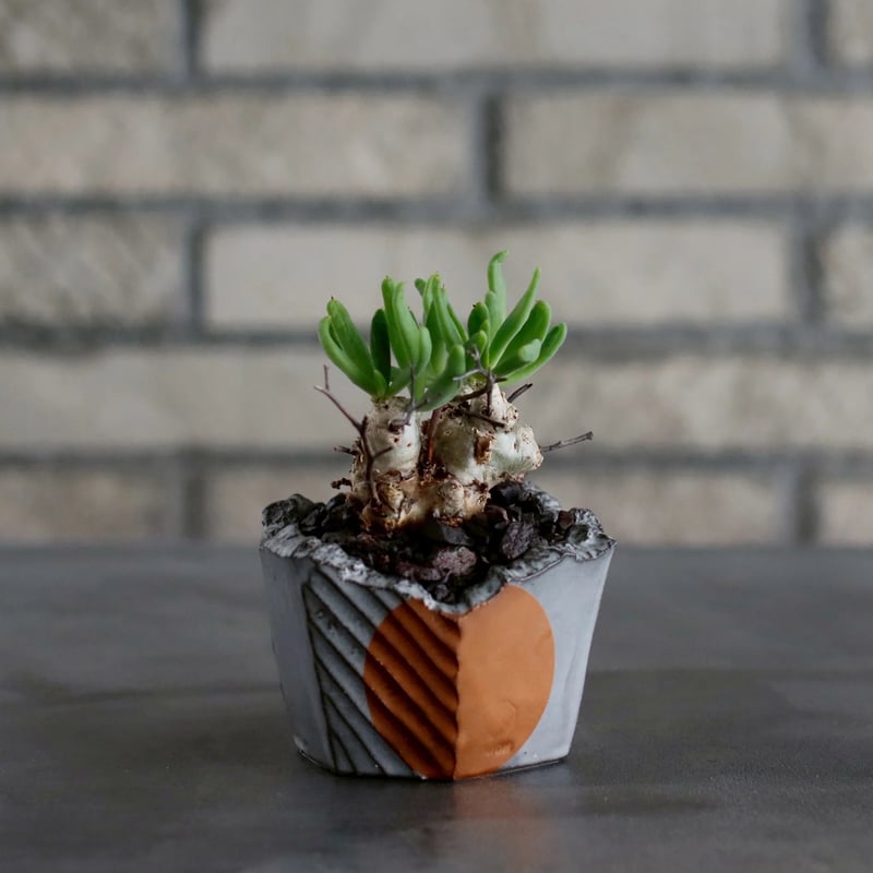 Tylecodon reticulate / 万物想 × N/OH (2.5号) no.10