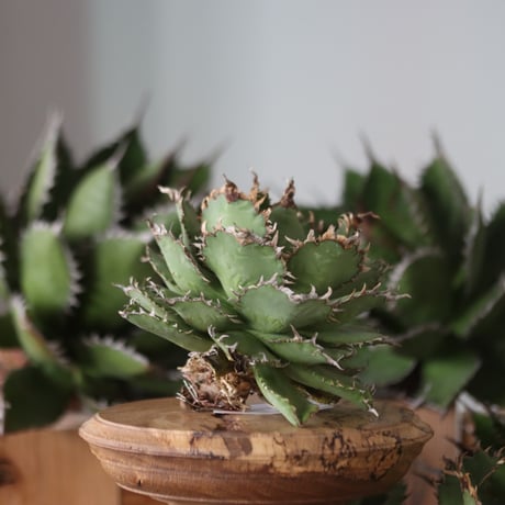U.S. filigree (Agave titanota filigree) / Style of Chika　no.1130-5
