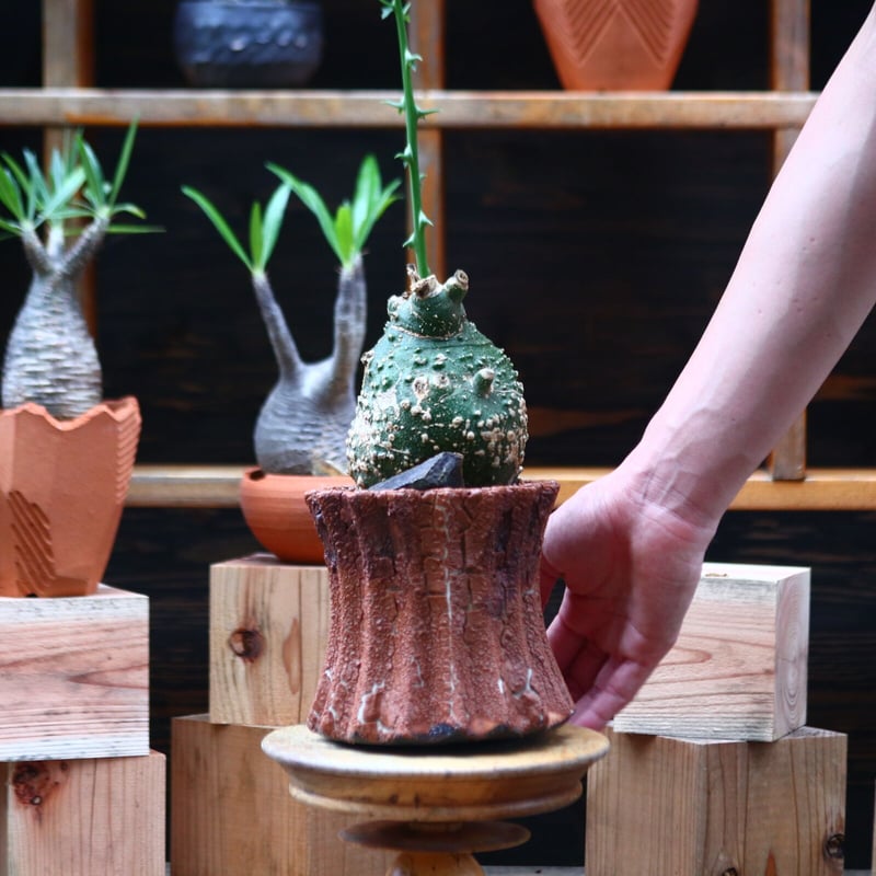 アデニア グロボーサ 1点物】アデニア・グロボーサ 鉢高72cm | Adenia globosa | AG02