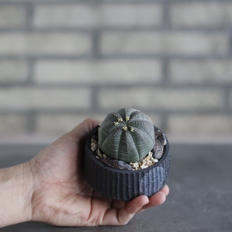 Euphorbia obesa × N/OH (3号)  no.510/32