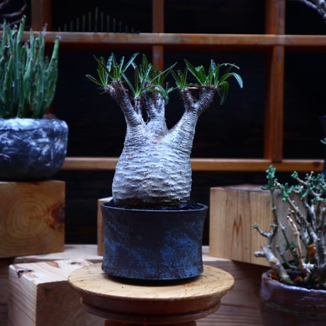 パキポディウム  グラキリス／Pachypodium  gracilius       no.52324