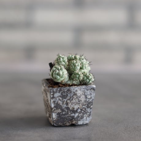 Ortegocactus macdougallii  × takero pot (2号)  no.823-19