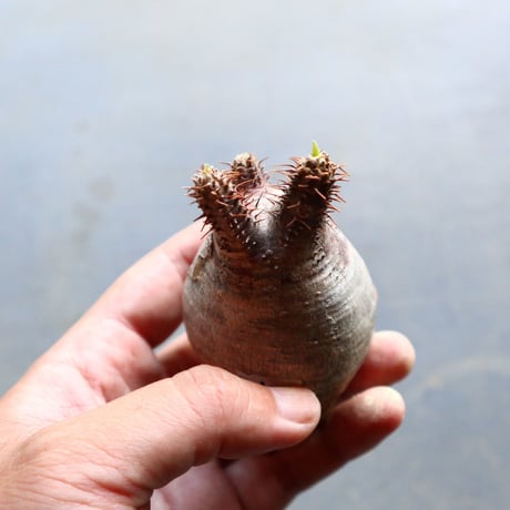 パキポディウム グラキリス 抜苗  Pachypodium rosulatum var. gracilius no.92912