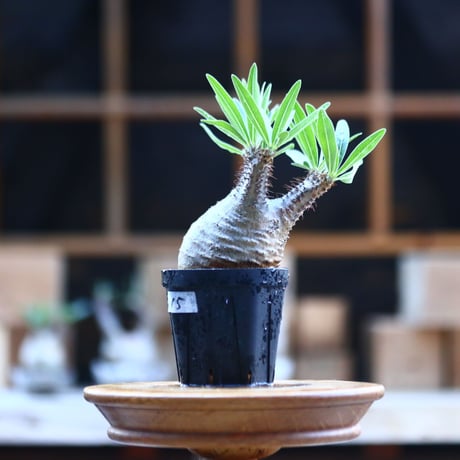 パキポディウム  グラキリス ／Pachypodium  gracilius     no.101715