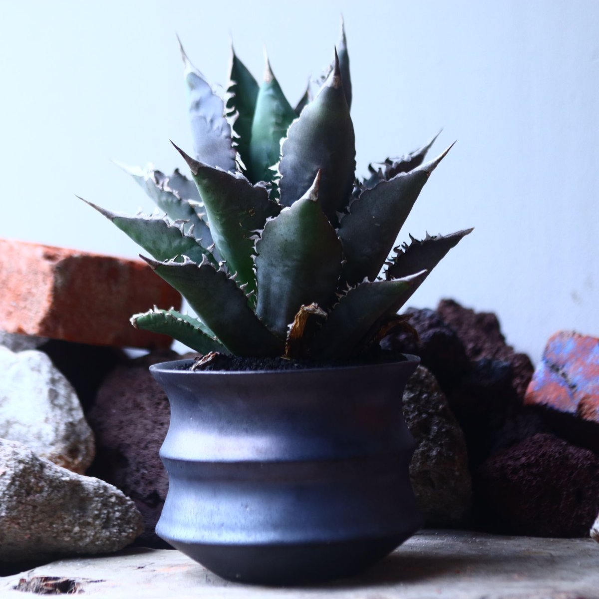 アガベ チタノタ Agave titanota no.42697 | 芽の巣山