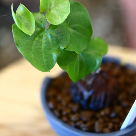 N/OH × Dioscorea elephantipe    no.111911