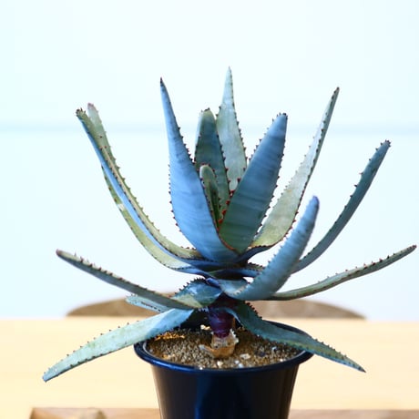 アロエ コニフェラ / Aloe conifera     no.51418