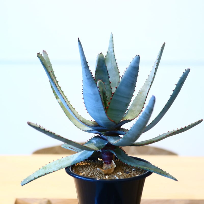 アロエ コニフェラ / Aloe conifera no.51418 | 芽の巣山
