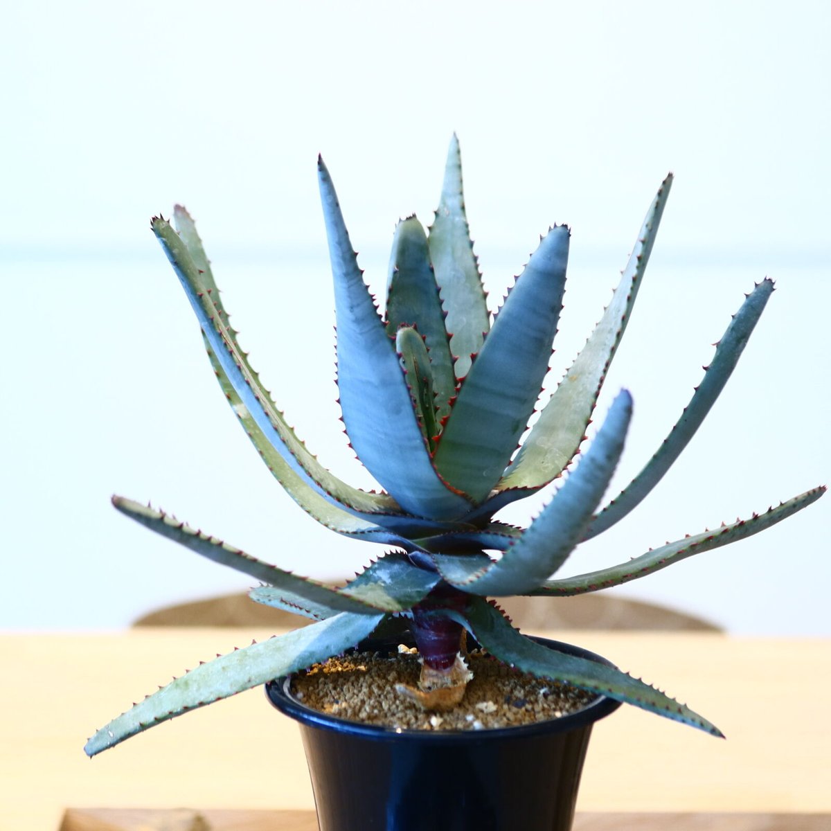 アロエ コニフェラ / Aloe conifera no.51418 | 芽の巣山