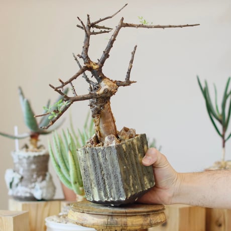 Commiphora foliacea  × soso(3.5号)  no.1214/50