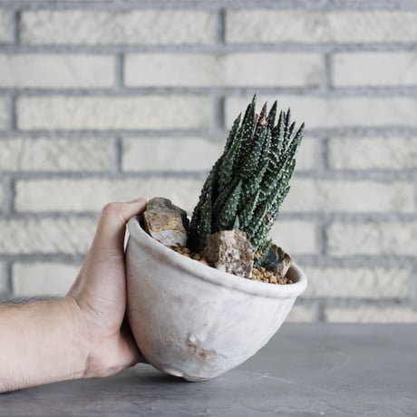 Haworthia papillosa × Shin Tabata (4.5号)  no.920/12