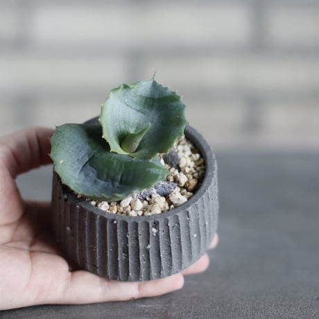 Agave  ”Papilio platanioides” × N/OH (3号)  no.524/37