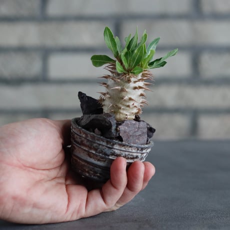 Pachypodiu makayense × takero pot (2号)  no.817-17