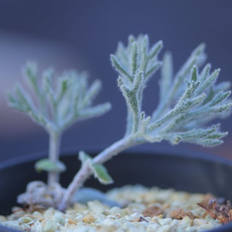 エリオスペルマム  ドレゲイ   Eriospermum dregei    no.20727