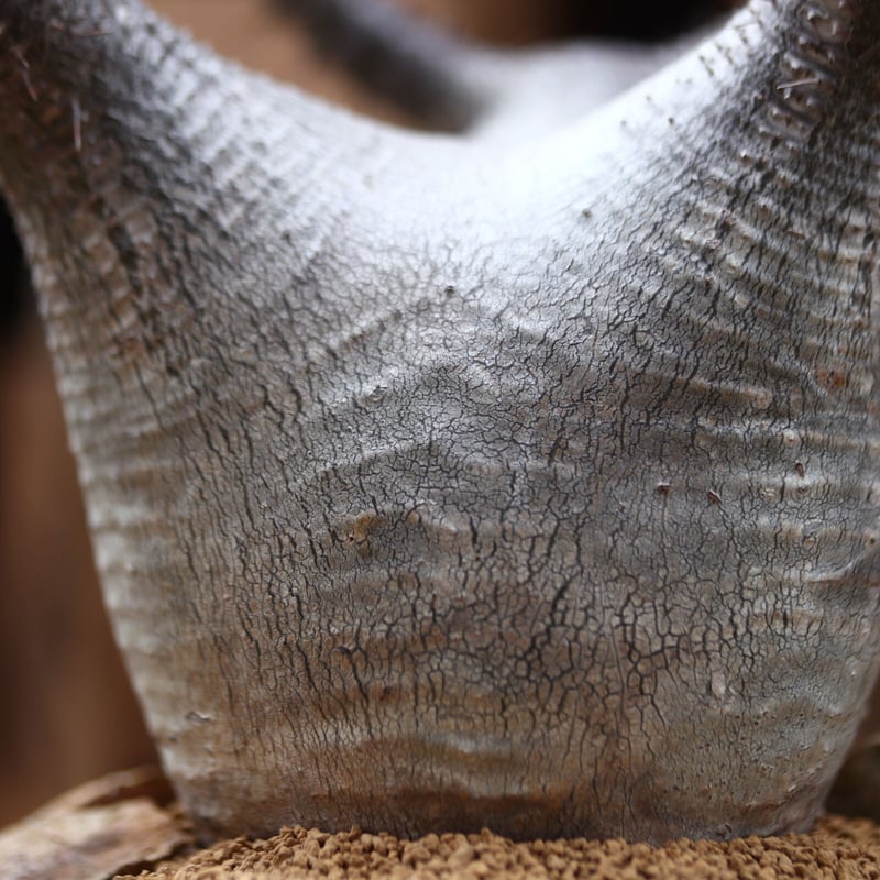 パキポディウム カクチペス / Pachypodium rosulatum var. cact