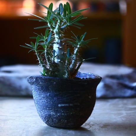 パキポディウム  カクチペス 実生  Pachypodium rosulatum var. cactipes　no.70528