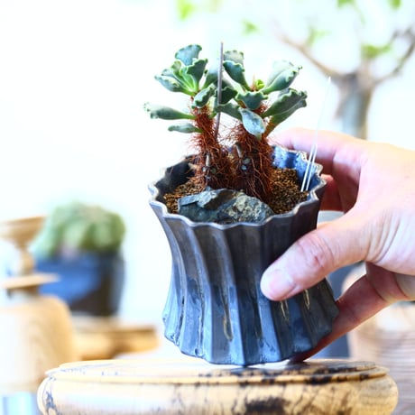 Adromischus poellnitzianus × soso  no.91710