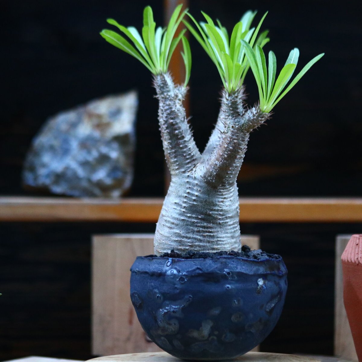 パキポディウム イノピナツム／Pachypodium Inopinatum no.123