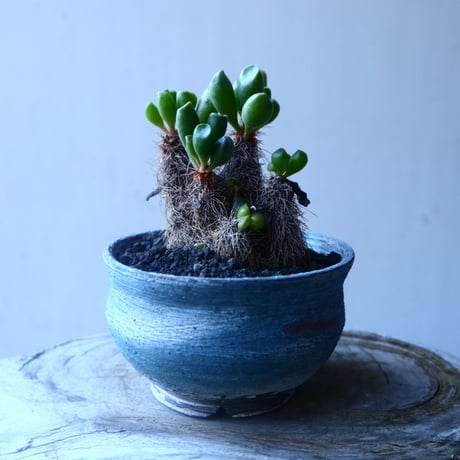 アドロミクス  ポエルニツィアヌス   神想曲  Adromischus poellnitzianus  no.20204